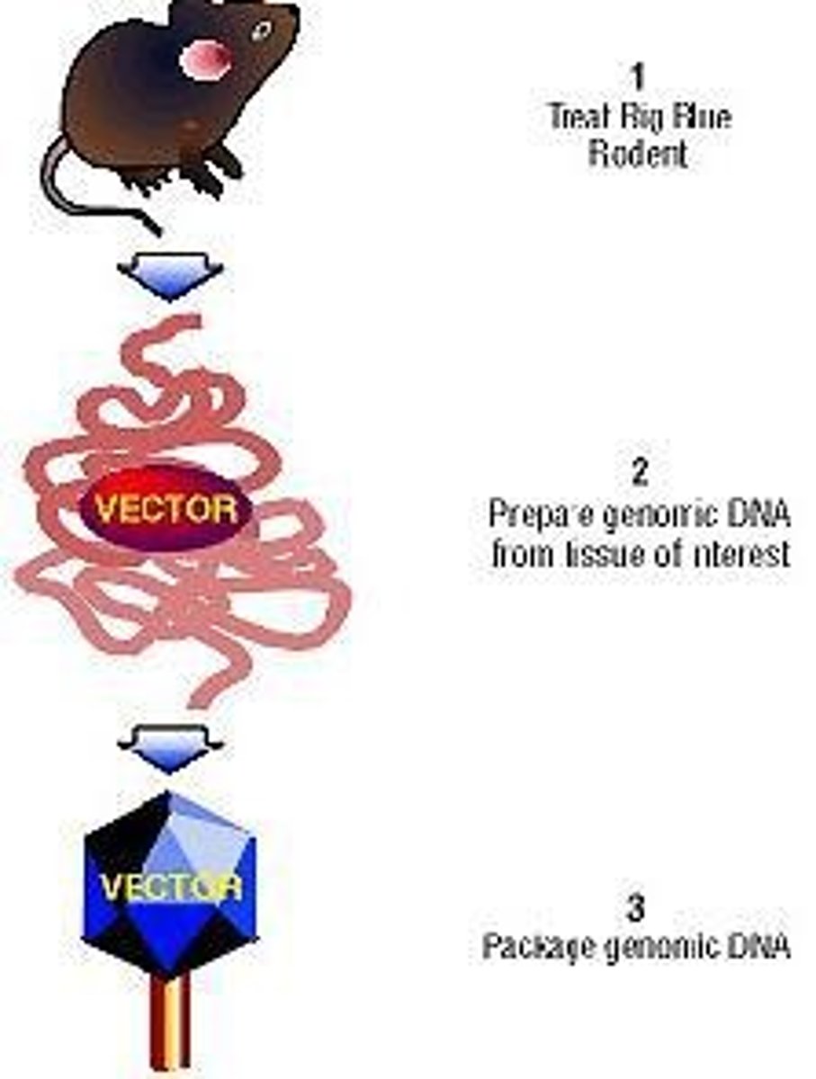 <p>It is a test for mutagenicity in mammals, assessing the effects of potential mutagens.</p>