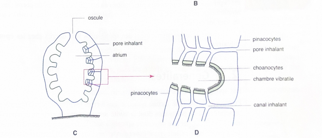 <ul><li><p>paroi épaisse</p></li><li><p>choanocytes au niveau de digitations formées dans la paroi</p></li><li><p>chambres vibratiles reliés aux pores inhalant par les canaux exhalant</p></li></ul>