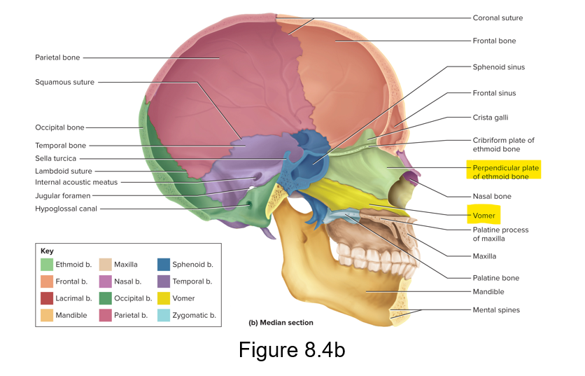 <p>Inferior part of the nasal septum therefore, the perpendicular plate of the ethmoid bone is the superior part of the nasal septum</p><p>Inferior to the perpendicular plate of the ethmoid</p>