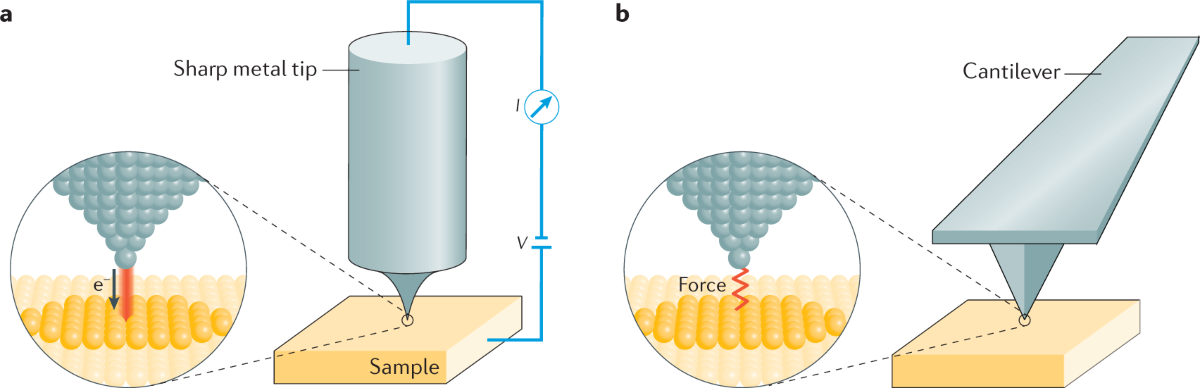 <p>This microscope has very sharp probes that pass over the specimen. It can scan both alive and dead specimen, and is best for viewing external structure. It has a magnification of up to 100 million X, and a resolution of 0.01-10 nanometers.</p>
