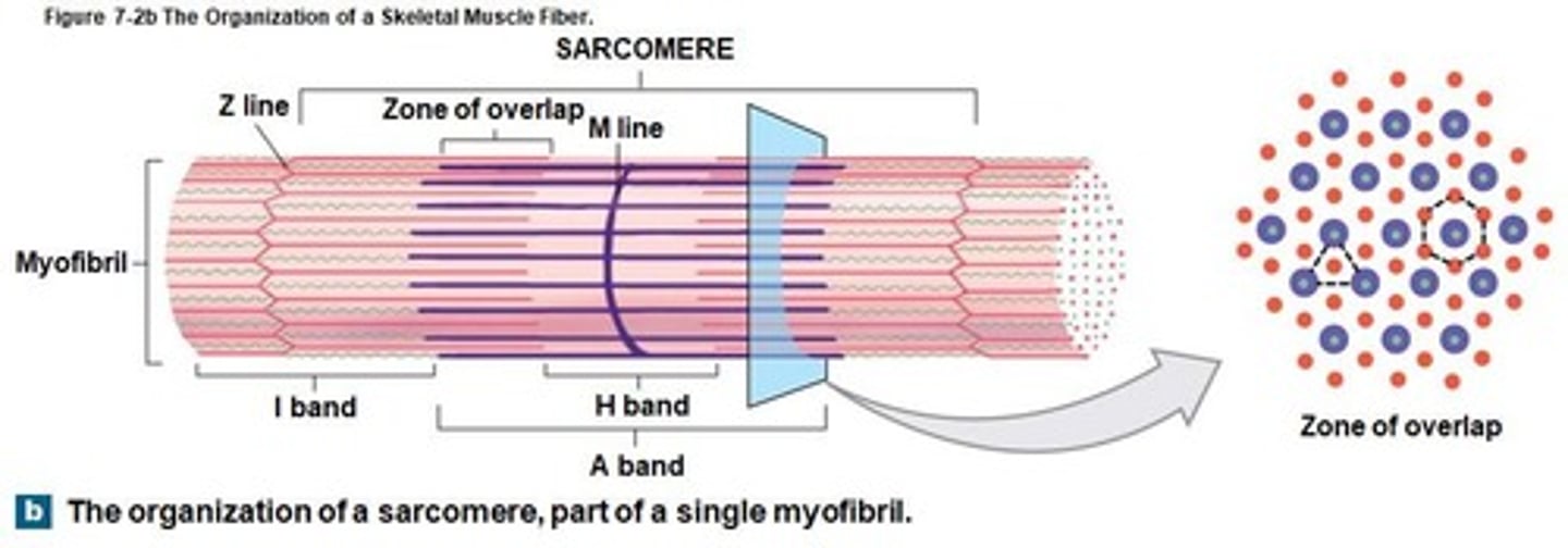 <p>Smallest functional units of skeletal muscle fibers.</p>