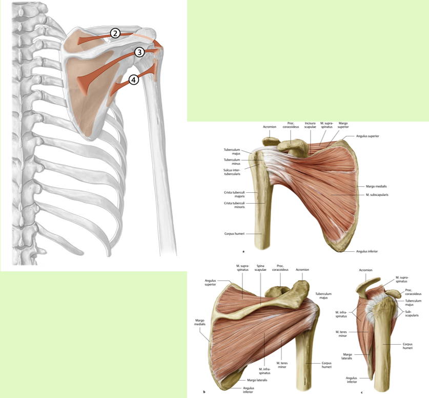 <p><span><span>Origo:<br></span></span><span data-name="black_small_square" data-type="emoji">▪</span><span><span> margo lateralis van de scapula<br>(craniale helft)</span></span></p><p><span><span><br></span></span><span data-name="black_small_square" data-type="emoji">▪</span><span><span> Insertie:<br></span></span><span data-name="black_small_square" data-type="emoji">▪</span><span><span> tuberculum majus humeri (onderste<br>facet, langst dorsaal)</span></span></p><p><span><span><br></span></span><span data-name="black_small_square" data-type="emoji">▪</span><span><span> Functie:<br></span></span><span data-name="black_small_square" data-type="emoji">▪</span><span><span> art. glenohumeralis: exorotatie,<br>zwakke adductie<br></span></span><span data-name="black_small_square" data-type="emoji">▪</span><span><span> Stabilisatie caput humeri in cavitas<br>glenoidalis</span></span></p><p><span><span><br></span></span><span data-name="black_small_square" data-type="emoji">▪</span><span><span> Innervatie:<br></span></span><span data-name="black_small_square" data-type="emoji">▪</span><span><span> n. axillaris (C5-C6)</span></span></p><p><br></p>