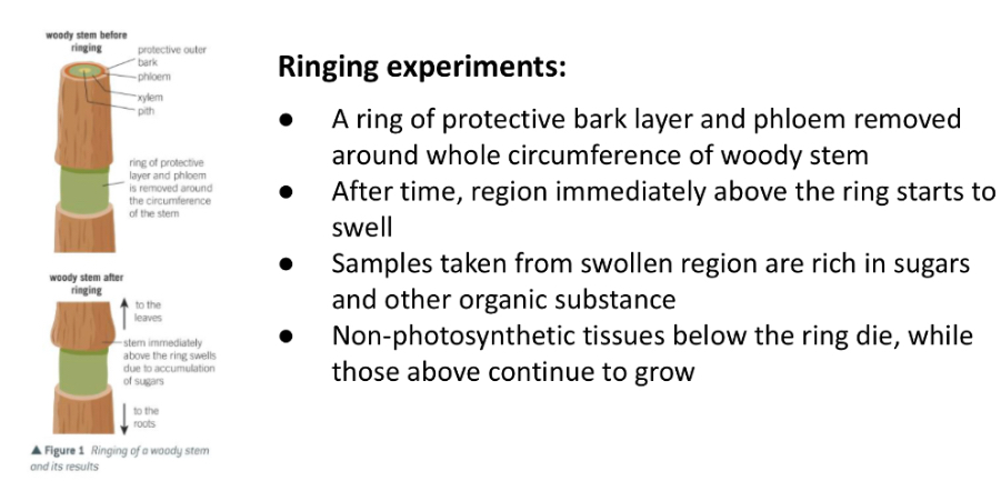 <p>What do the ringing experiment observations suggest?</p>