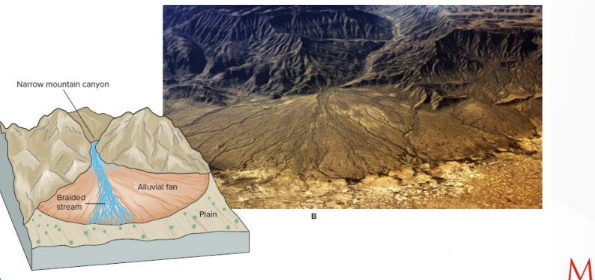 <p>large, fan – or cone-shaped pile of sediment that forms</p><p>where stream velocity decreases as it emerges from a narrow mountain</p><p>canyon onto a flat plain</p><p></p><p>Well – developed in desert regions, such as the southwestern U.S.</p><p>• Larger ones show grading from large sediments nearest the</p><p>mountains to finer sediments farther away.</p>