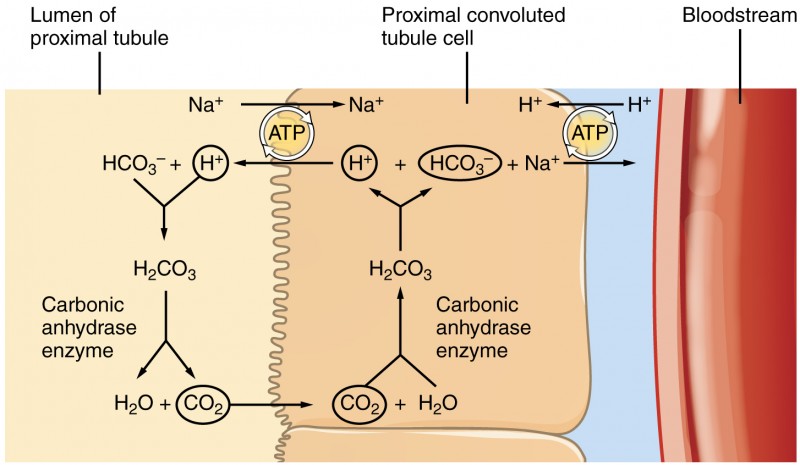 The channel transport from lumen to epithelium is Na+/H+ antiportter system 