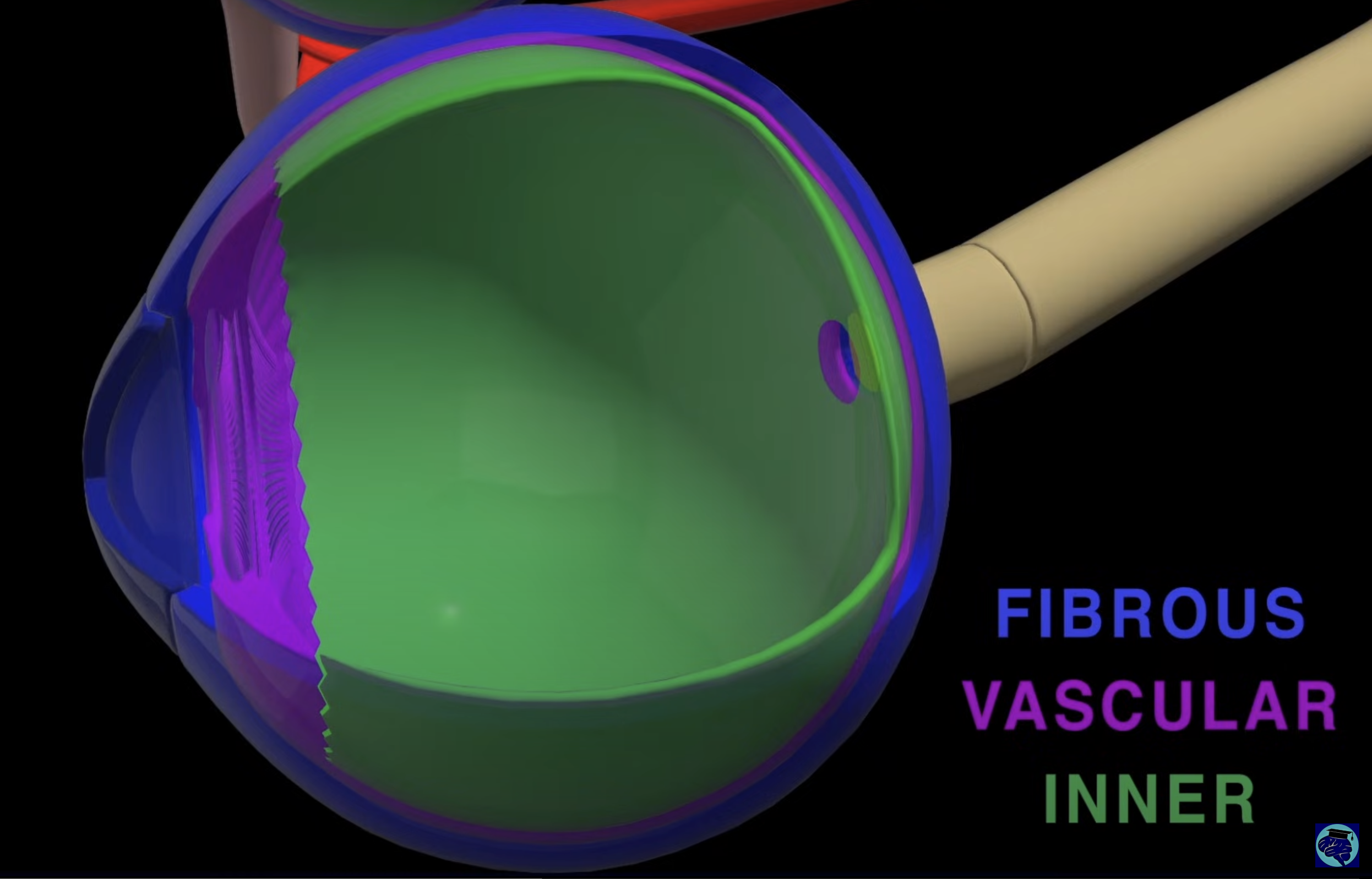 <ol><li><p>Fibrous: cornea and sclera (shape + structure)</p></li><li><p>Vascular: ciliary body, choroid, iris</p></li><li><p>Inner: retina (photoreceptors of neural layer and pigmented layer, macula, fovea, optic disc)</p></li></ol><p></p>