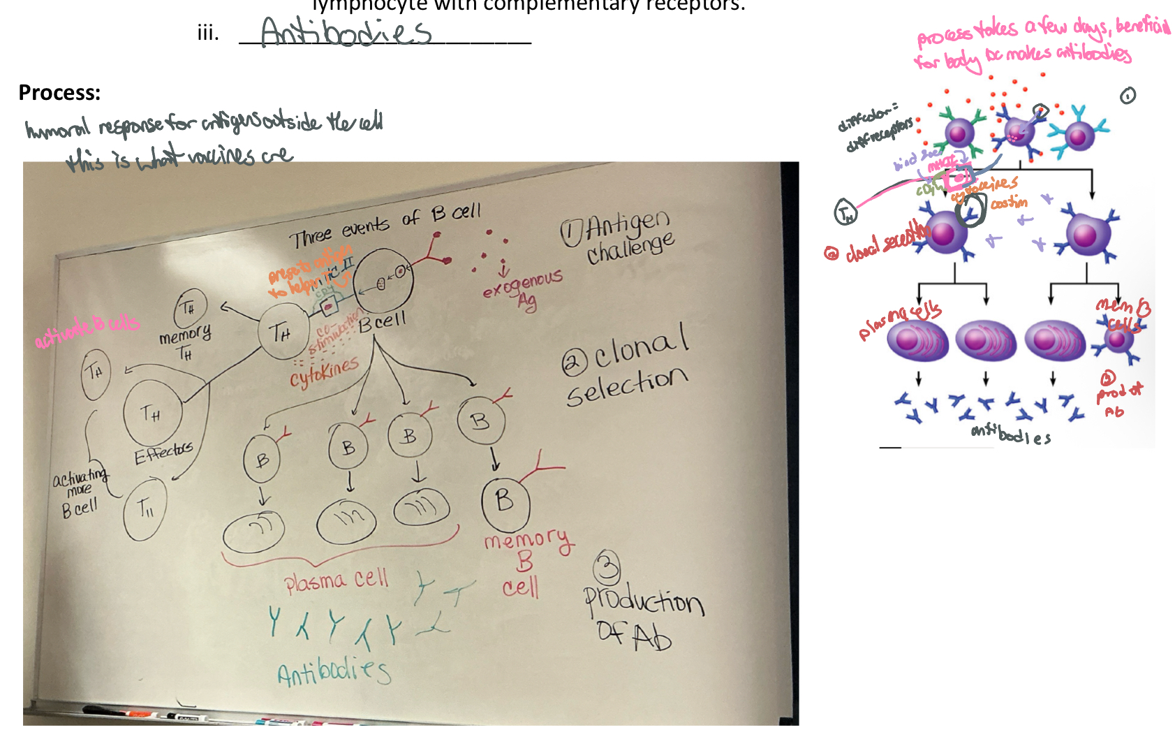 <p>what happens to B cells when activated for the first time? explain clonal selection</p>