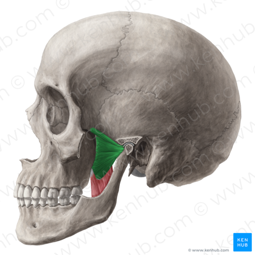 <p>Move mandible side to side</p>