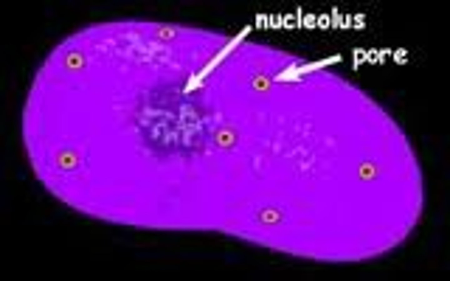 <p>The "brain" of the cell and controls all cell functions. It contains the cell's DNA.</p>