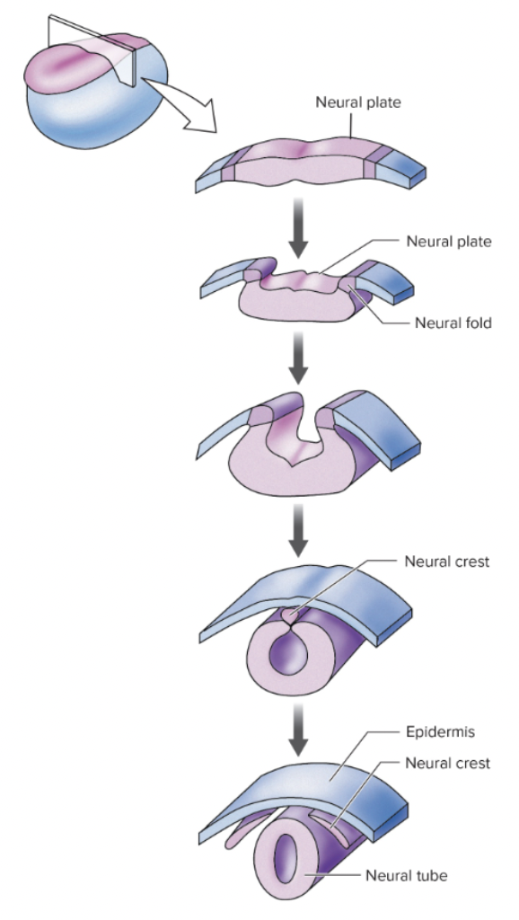 <p>dorsal ectoderm</p>