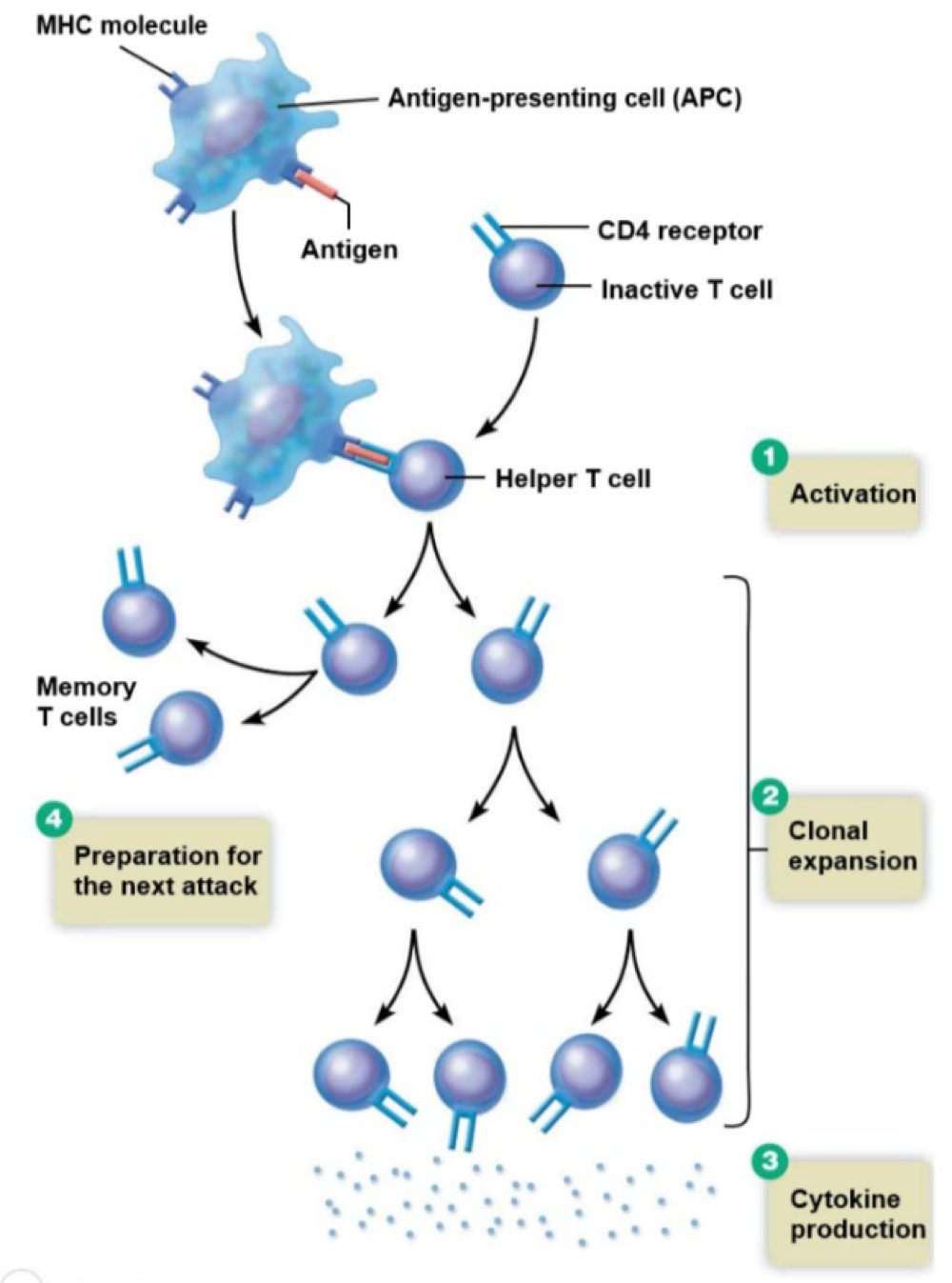 <p>helper T cells </p>