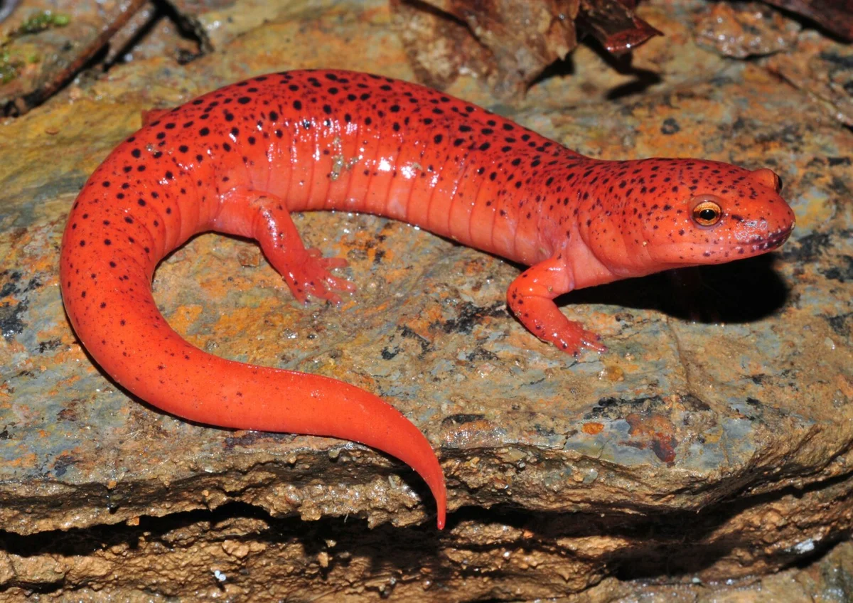 <p><span>Red Salamander</span></p>