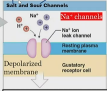 <p>associated with acids</p>