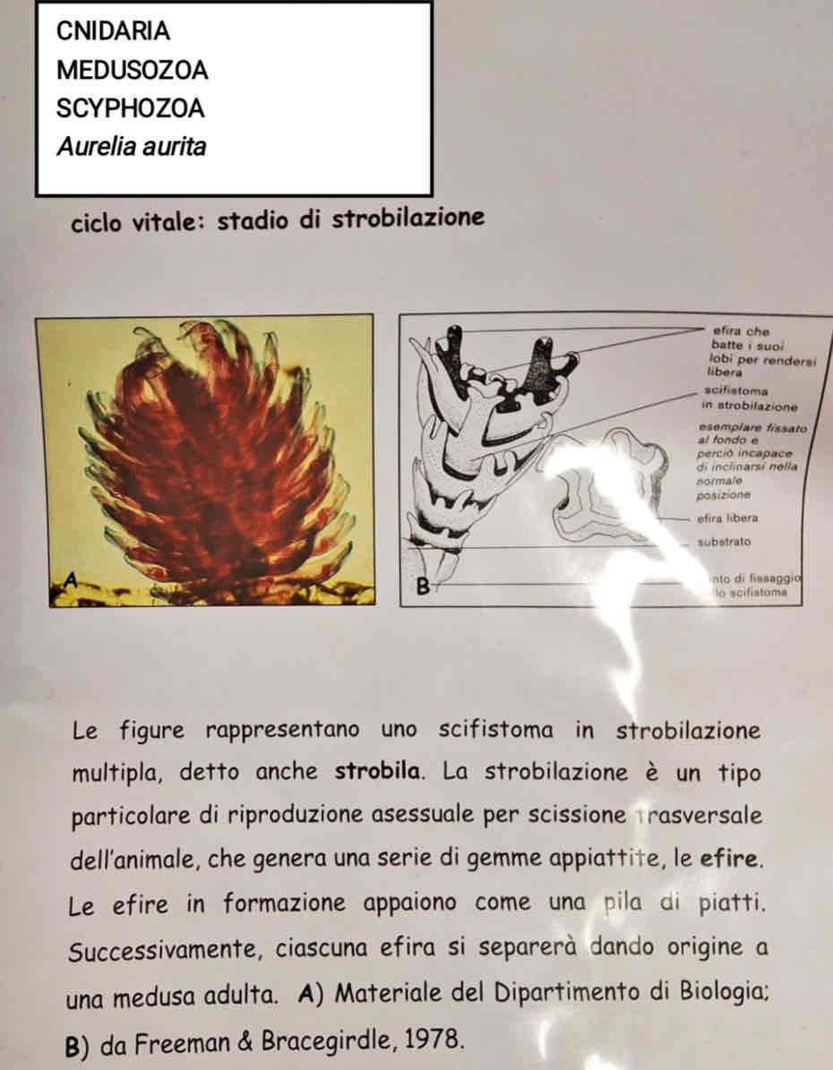 <p>Medusozoa</p><p>Scyphozoa</p><p><em>Aurelia aurita (strobilazione)</em></p>