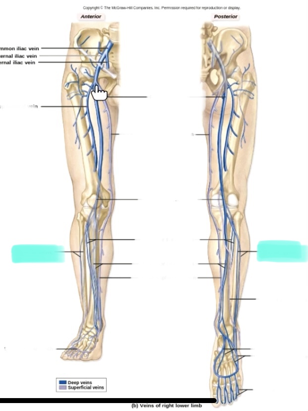 <p>Side of leg</p>