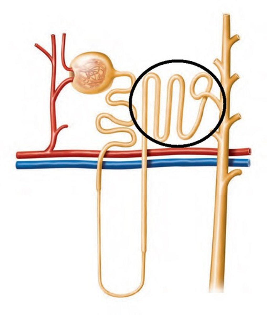 <p>third segment of renal tubule<br><br>-Initial portion passes between afferent and efferent arterioles<br><br>-Has a smaller diameter than PCT<br><br>-Cuboidal cells with very few microvilli</p>