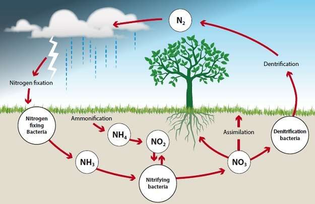 <ol><li><p>lightning fuses N2 + O2 into nitrates, which is rained into soil</p></li><li><p>N-fixing bacteria transform nitrates into ammonium (NH4)</p></li><li><p>Nitrifying  bacteria oxidize NH4 to NO3</p></li><li><p>a) NO3 assimilates back into soil/roots</p><p>b) Denitrification bacteria reduces NO3 back to N2 into atmosphere</p><p>**anthropogenic mineral fertilizers adding excess N2 to this cycle</p></li></ol><p></p>