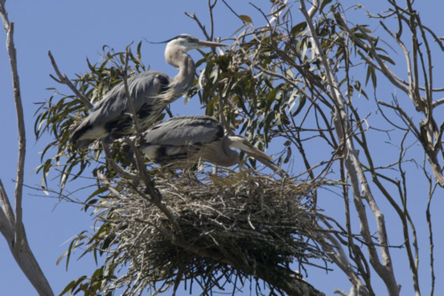 <p>a nest built high in the air; an elevated, often secluded, dwelling</p>