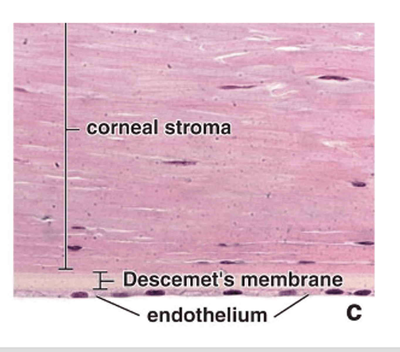 <p>What is Descemet’s membrane the basement membrane of?</p>
