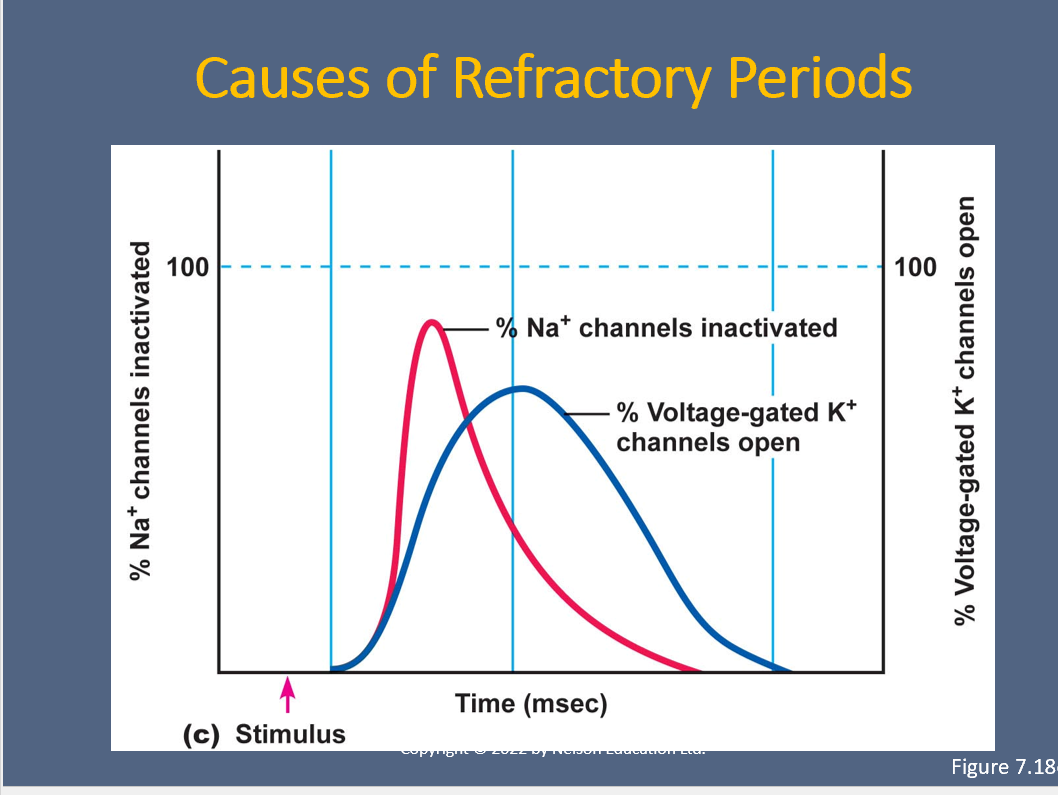 <p>Refractory period </p><ul><li><p>Period of time following an action potential&nbsp;</p></li><li><p>Marked by decresed excitability&nbsp;</p></li><li><p>Types —&gt; Absolute and Relative</p></li></ul><p></p>