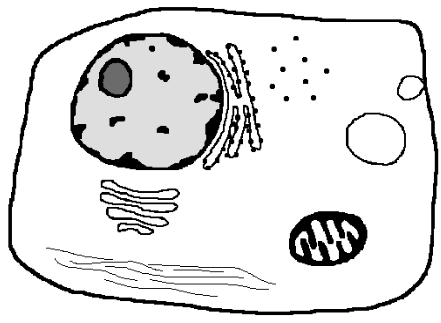 <ol><li><p>What is the structure at the bottom?</p></li><li><p>What is the large circular structure at the right?</p></li><li><p>What process is occurring at the right-most area?</p></li></ol><p></p>