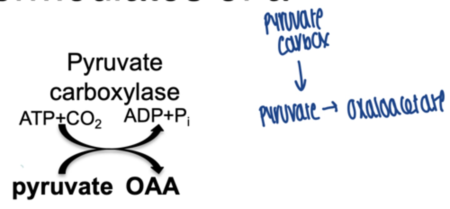 <p>chemical reactions that form intermediates of a metabolic pathway</p><p>ex. pyruvate → oxaloacetate via pyruvate carboxylase</p>