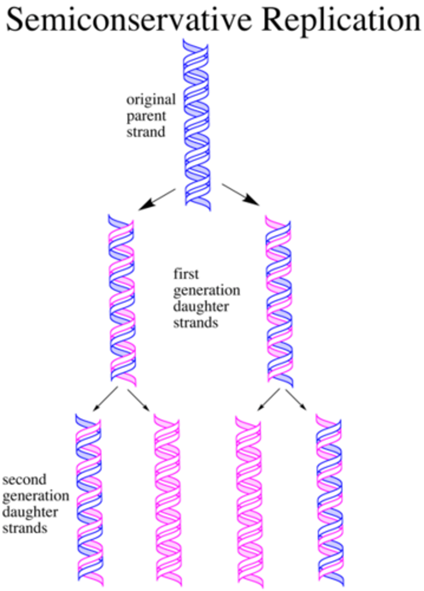 <p>- equilibrium density gradient centrifuge proved DNA replicates semi-conservatively</p><p>- DNA migrates to the point within the gradient where its own density matches the sencsity of CsCl</p><p>- used E. coli in a medium of 15N(heavy) and 14N(light)</p>