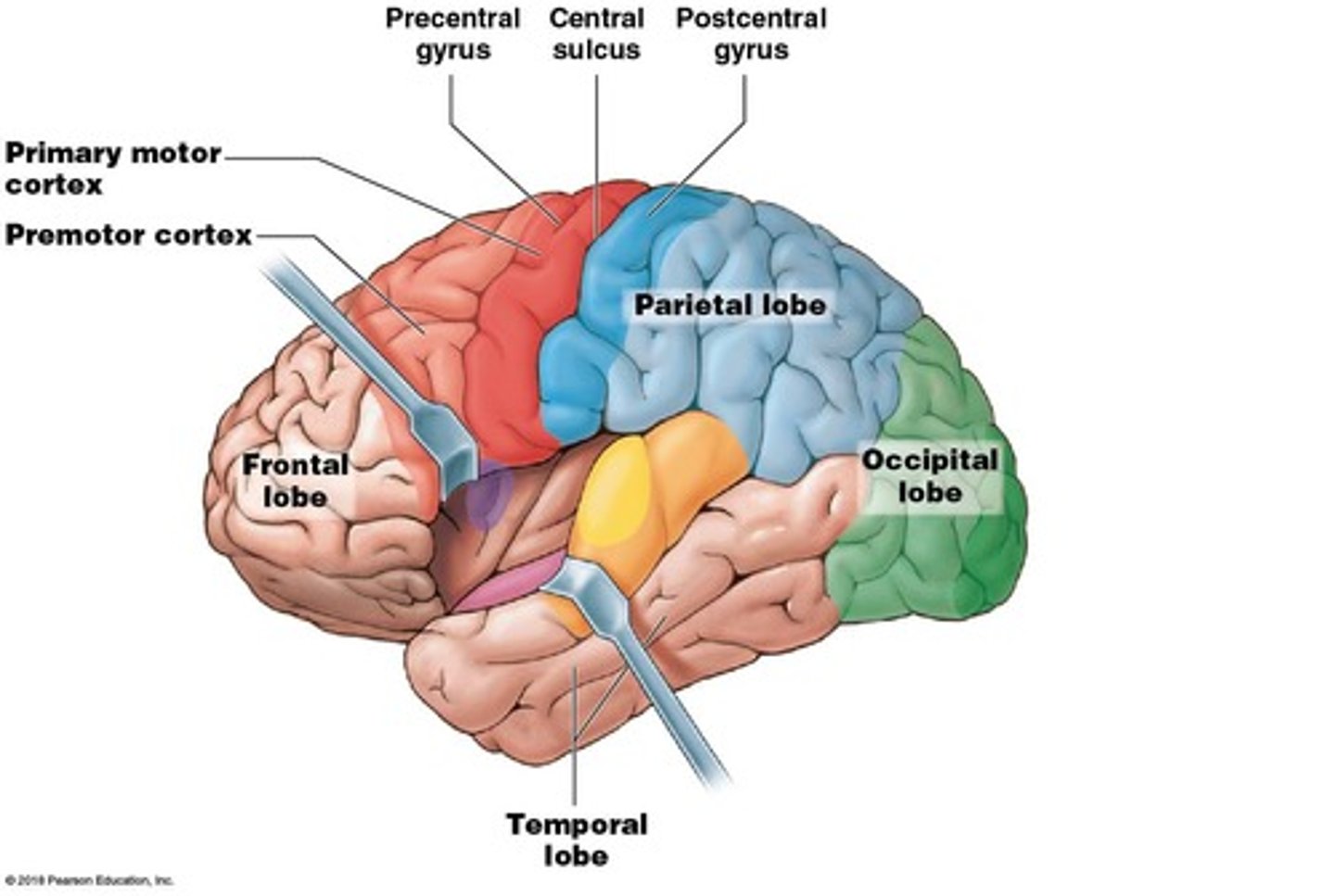 <p>The central sulcus.</p>