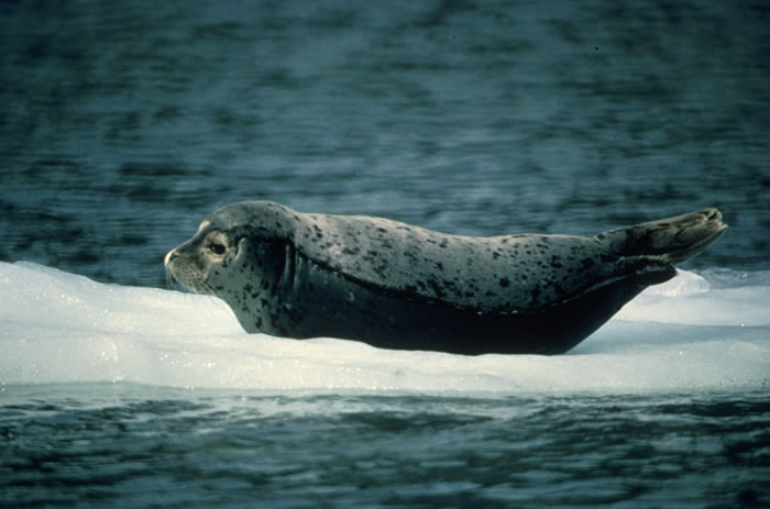 <p>True seals</p>