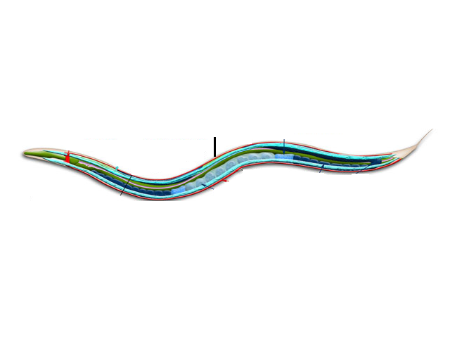 <p>dorsal nerve cord</p>