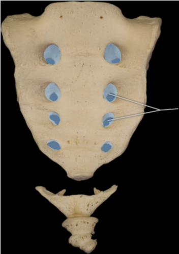 Which openings are highlighted?