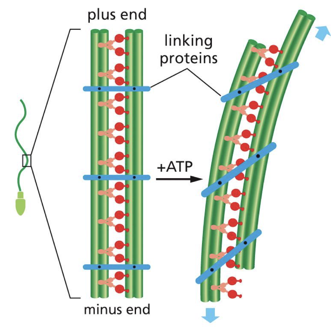 <p>the microtbule base structure inside cilia and flagella is called an <strong>axenin</strong></p><ul><li><p>two microtubule doublets with dynein dimers in between so that they can walk along adjacent doublets </p></li></ul><p></p>