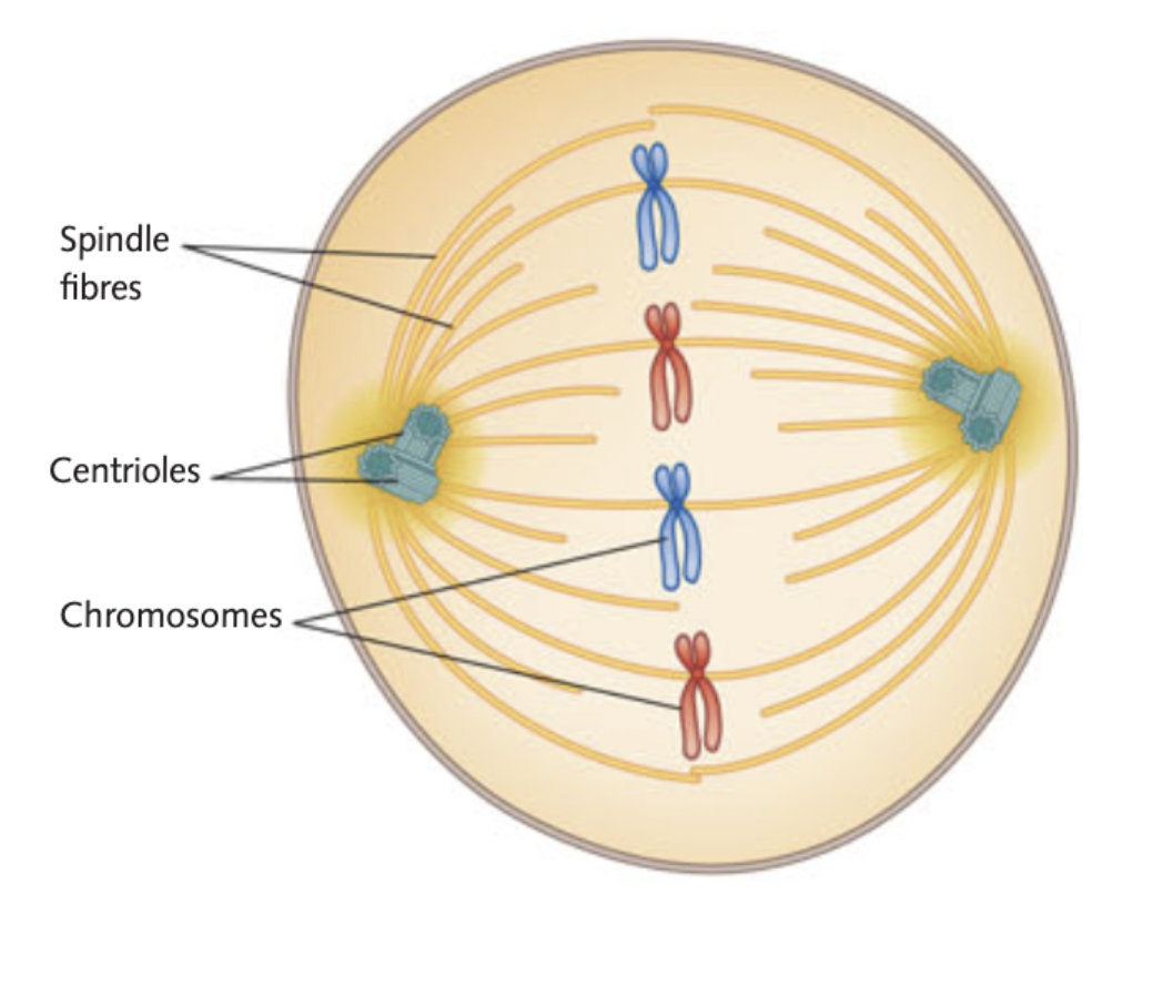 <p>chromosomes move to the centre &amp; line up, centromeres of each chromosomes attach to spindle fibres</p>