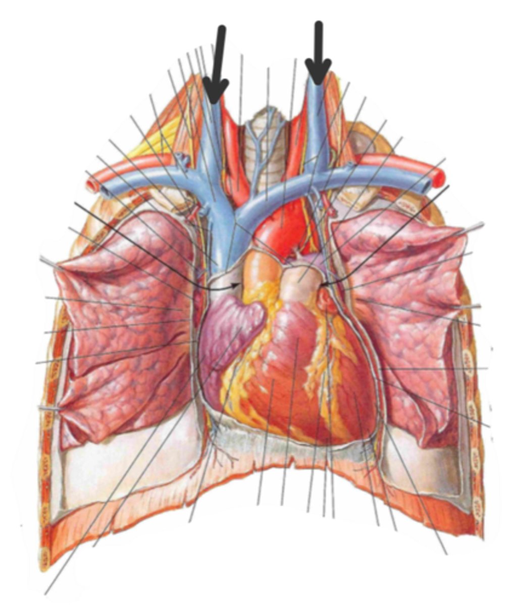<p>identify the structure(s) indicated by the arrow</p>