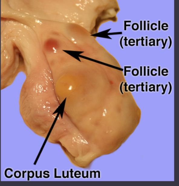 <p>“yellow body” (yellow mass of cells), produces progesterone, is essential for establishing and maintaining pregnancy in females</p>