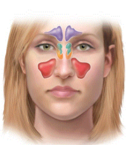 <p>what paranasal sinus is in orange</p>