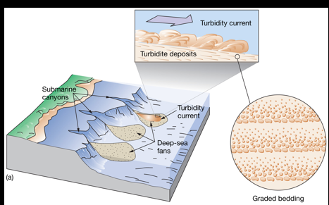 <p>The continental slope is the steep drop from the shallow shelf down to the deep ocean; submarine canyons are deep, narrow valleys cut into the shelf and slope that act like underwater channels; a big outpour of sediment means lots of sand, mud, and rock rushes down those canyons—often during storms, floods, or underwater landslides—and is carried by fast, muddy flows (turbidity currents) to pile up on the deep seafloor.</p><ul><li><p><strong>Shelf</strong> = shallow, nearshore area.</p></li><li><p><strong>Slope</strong> = steep drop-off.</p></li><li><p><strong>Canyon</strong> = underwater valley that funnels sediment.</p></li><li><p><strong>Big outpour</strong> = large amount of sediment moving down the canyon to the deep ocean.</p></li></ul><p></p>