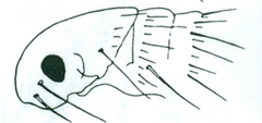 <p>What is the genus of this flea?</p>