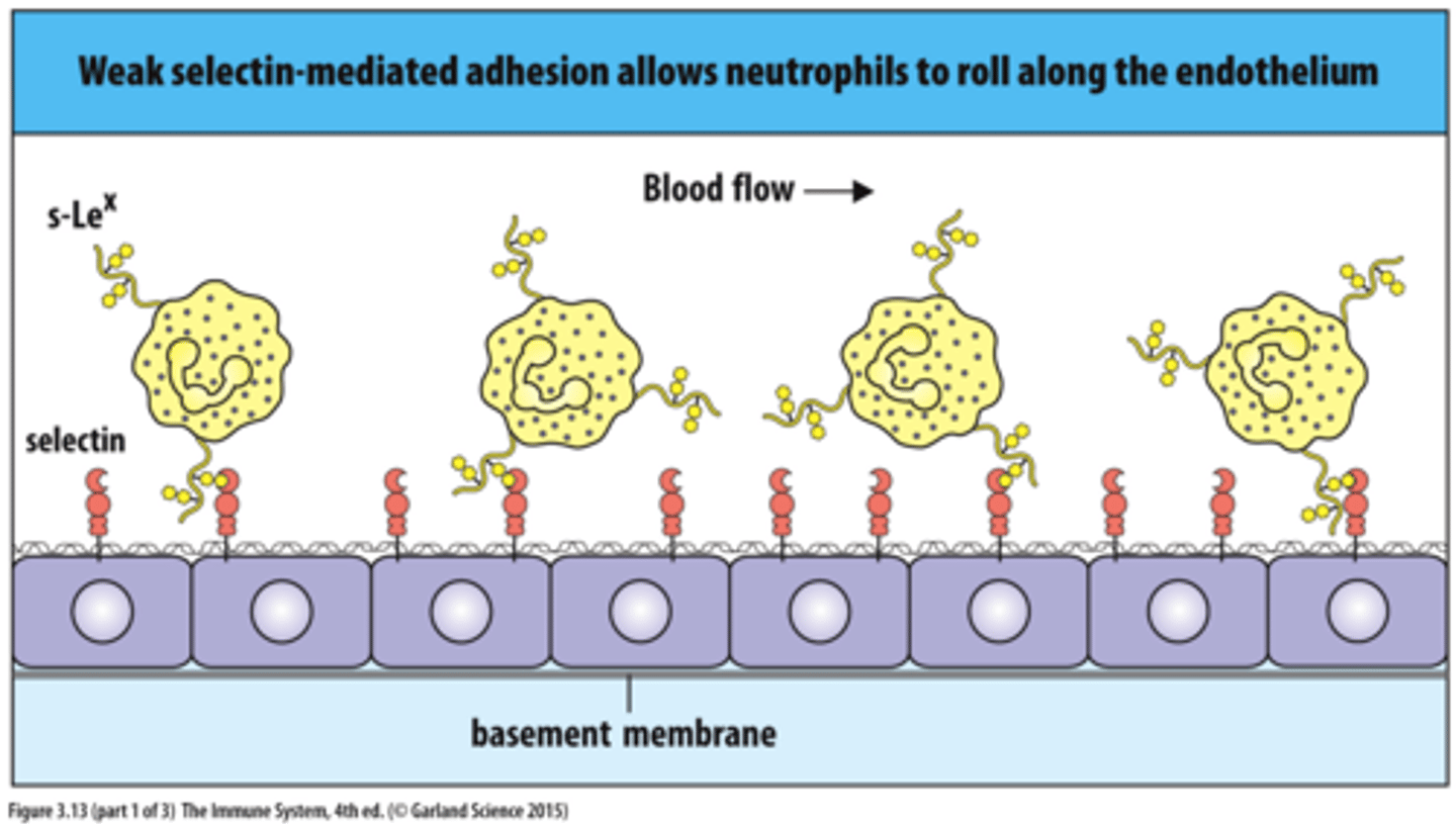 <p>Transmembrane protein that binds carbohydrates on other cell surfaces</p>