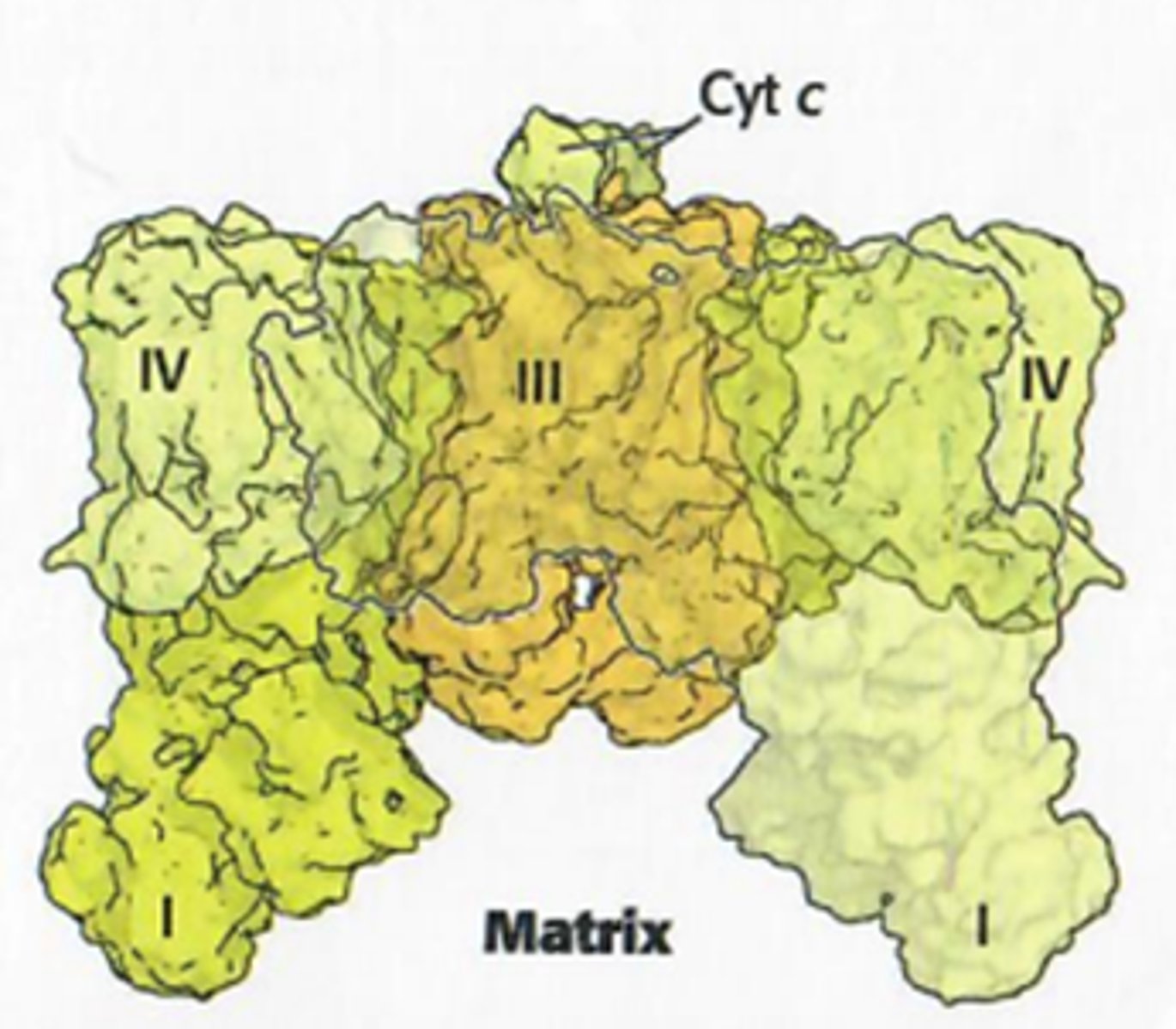 <p>een respirasoom: Het grootste deel van de ETS (elektronen transport keten) is georganiseerd in een massief complex</p><p>Het zorgt voor maximale efficiëntie, minimale diffusie</p><p>Zoals je ziet op de foto zit ademhalingscomplex II hier niet in, want het is een buitenbeentje met succinaat)</p>