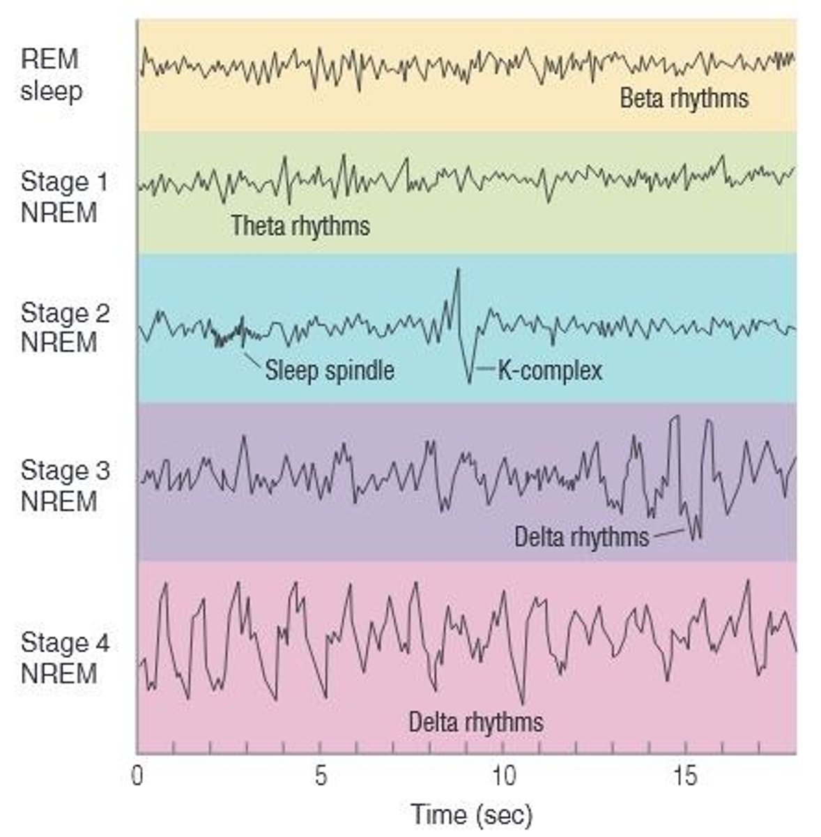 <p>Growth hormone is released primarily during stages 3 and 4 of non-rapid eye movement (NREM) sleep.</p>