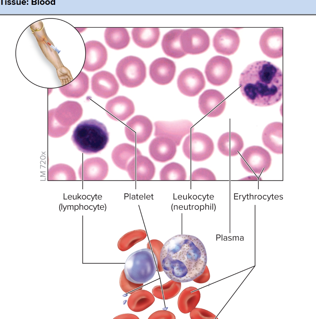 <p>What is blood?</p>