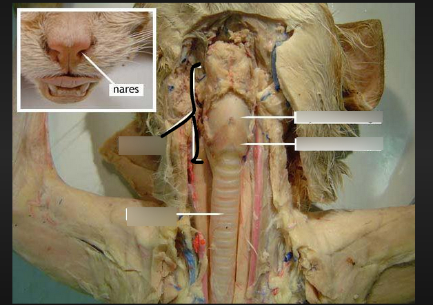 <p>protects the vocal cords</p>