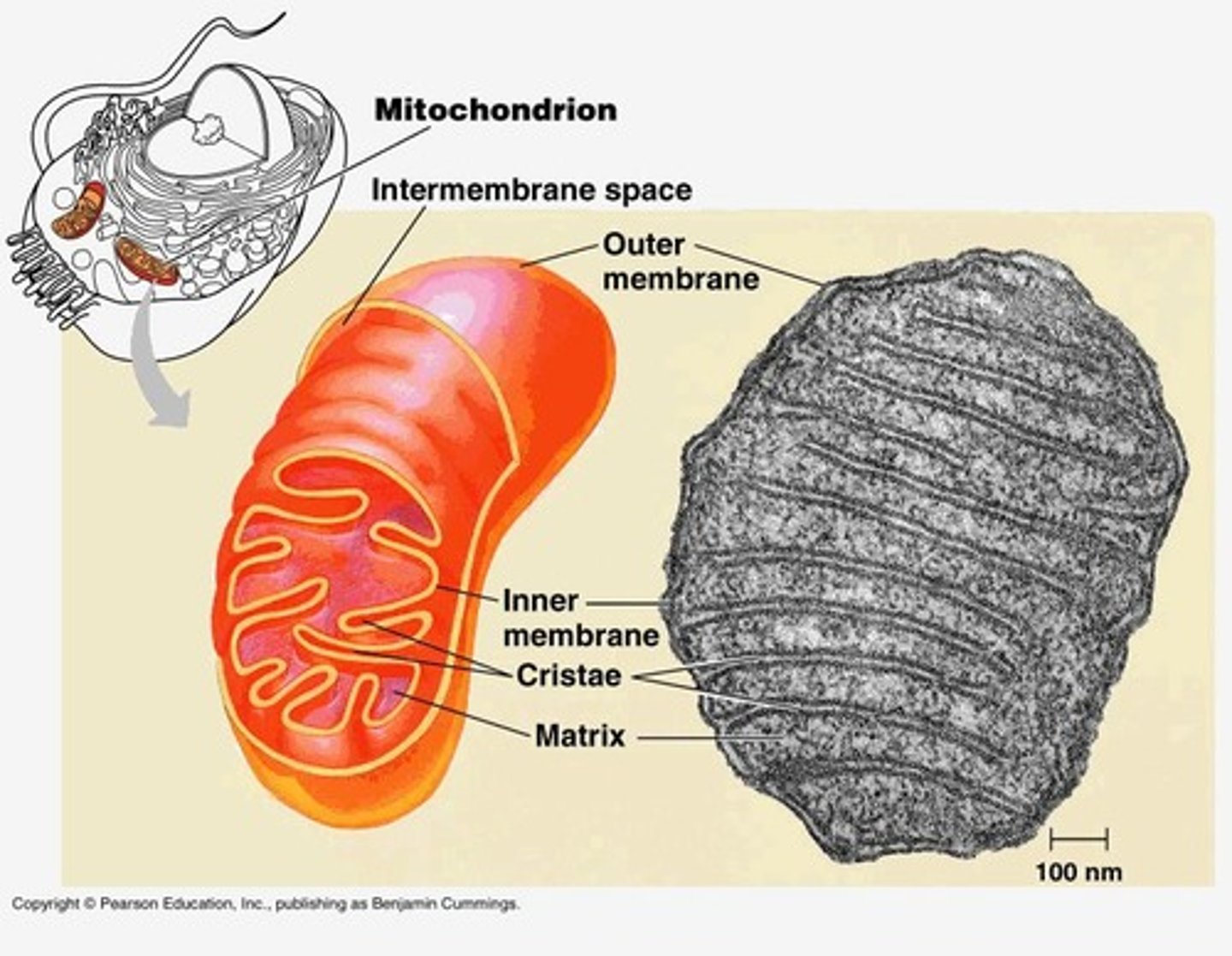 <p>Cell organelle where aerobic respiration occurs.</p>