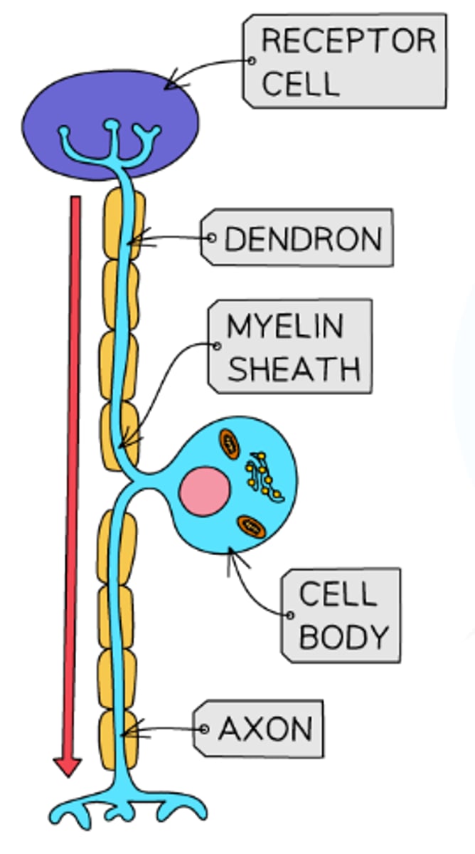<p>- A cell body that branches off in the middle of the cell</p><p>- A single long dendron that carries impulses to the cell body and a single long axon that carries impulses away from the cell body</p>