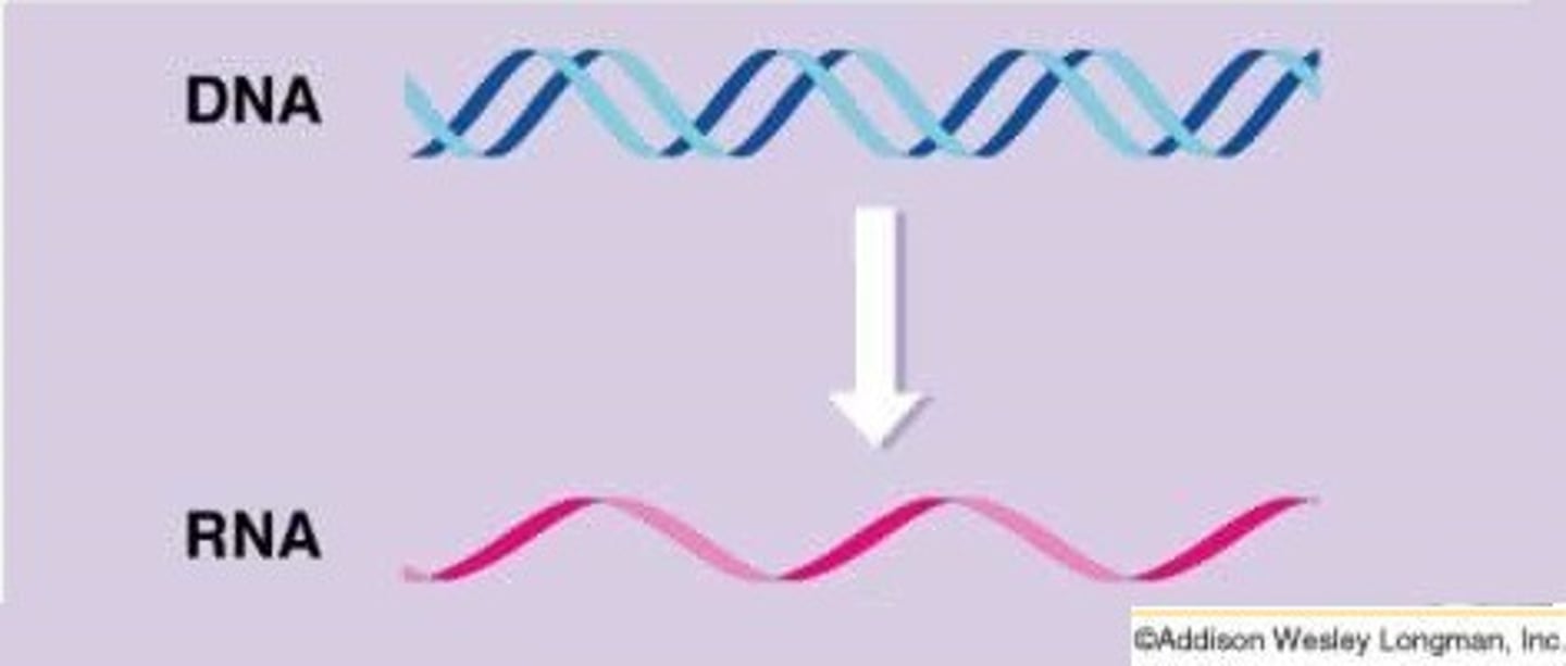 <p>Copying DNA to mRNA.</p>