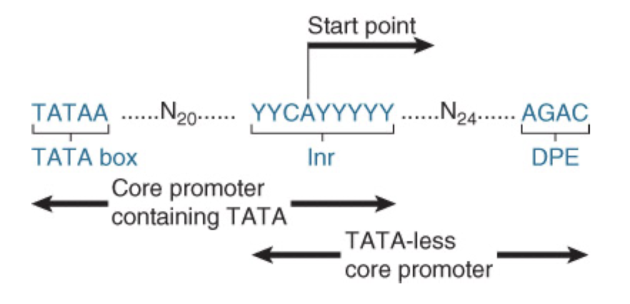 <ul><li><p>2 types of core promoters</p><ol><li><p><strong>Inr (initiator) + TATA</strong></p><ul><li><p><strong>Inr</strong> has pyrimidines (Y) surrounding the CA at the start point (Py2CAPy5)</p></li><li><p>a minimal pol II promoter may have a TATA box ~25 bp upstream of the Inr</p><ul><li><p><strong>TATA</strong> <strong>box</strong> has the consensus sequence of <strong>TATAA</strong></p></li></ul></li></ul></li><li><p><strong>Inr + DPE (downstream promoter element)</strong></p><ul><li><p>the <strong>DPE </strong>is downstream of the start point</p></li></ul></li></ol></li></ul>