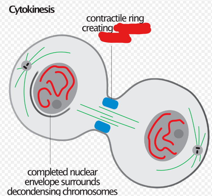 <p>The indentation made on a cell as the actin/contractile ring acts on it during cytokinesis.</p>