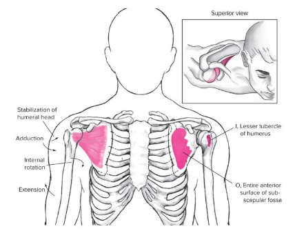 <ul><li><p><strong><u><span style="font-family: Arial, sans-serif">Origin</span></u></strong><span style="font-family: Arial, sans-serif">: subscapular fossa</span></p></li><li><p><strong><u><span style="font-family: Arial, sans-serif">Insertion</span></u></strong><span style="font-family: Arial, sans-serif">: lesser tubercle of humerus&nbsp;</span></p></li><li><p><strong><u><span style="font-family: Arial, sans-serif">Action(s)</span></u></strong><span style="font-family: Arial, sans-serif">: EX INR AB</span></p><ul><li><p><span style="font-family: Arial, sans-serif">EXtension</span></p></li><li><p><span style="font-family: Arial, sans-serif">INternal rotation</span></p></li><li><p><span style="font-family: Arial, sans-serif">ABduction&nbsp;</span></p></li></ul></li><li><p><strong><u><span style="font-family: Arial, sans-serif">Antagonist</span></u></strong><span style="font-family: Arial, sans-serif">: infraspinatus and teres minor*</span></p></li></ul>