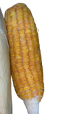 <p>What is its physiological maturity and commercial maturity?</p>